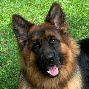 Meet your Posher, Joyce